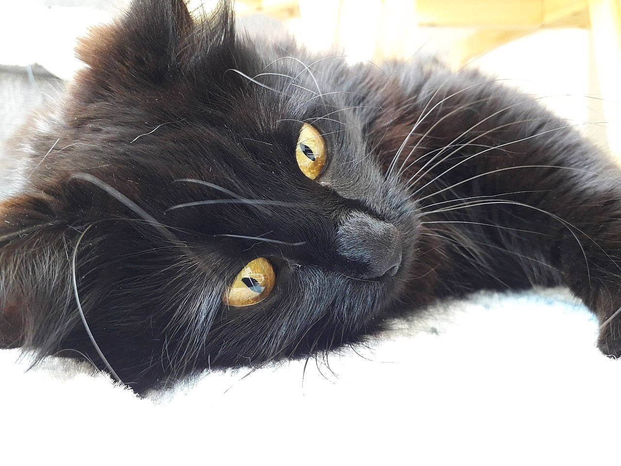 Emy a rejoint le concours — aidez-le/la à gagner de superbes lots ! black_cat, bombay, carnivore, cat, claw, close_up, domestic_short_haired_cat, electric_blue, felidae, fur, paw, small_to_medium_sized_cats, snout, terrestrial_animal, whiskers