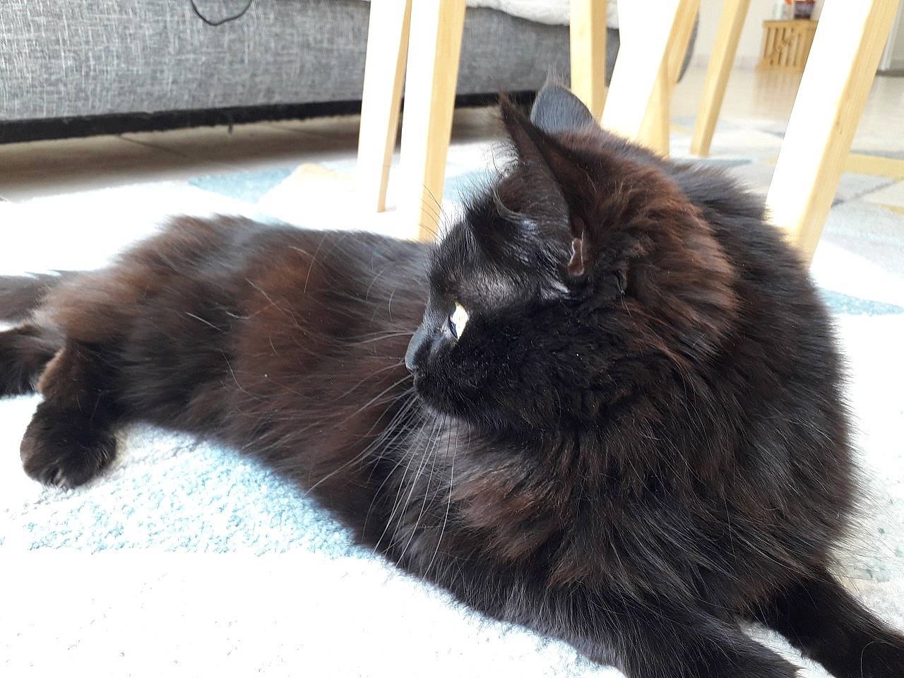 Emy participe au concours pour gagner de l'argent avec cette photo : black_cat, bombay, carnivore, cat, claw, domestic_short_haired_cat, felidae, fur, hardwood, plant, small_to_medium_sized_cats, snout, tail, terrestrial_animal, vertebrate, whiskers