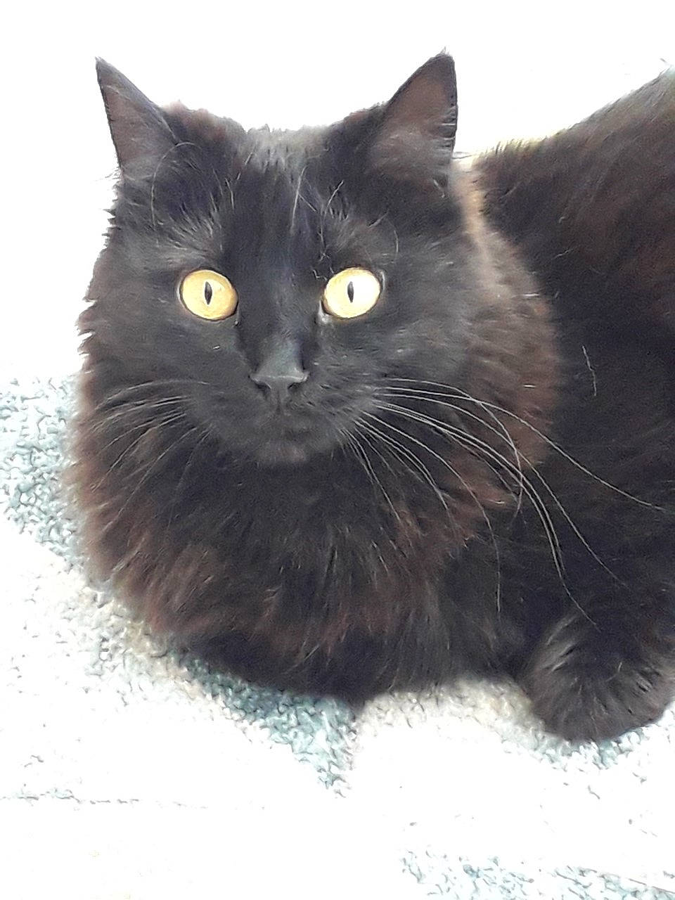 Emy participe au concours pour gagner de l'argent avec cette photo : black_cat, bombay, carnivore, cat, claw, domestic_short_haired_cat, felidae, fur, grey, iris, small_to_medium_sized_cats, snout, tail, terrestrial_animal, whiskers, window