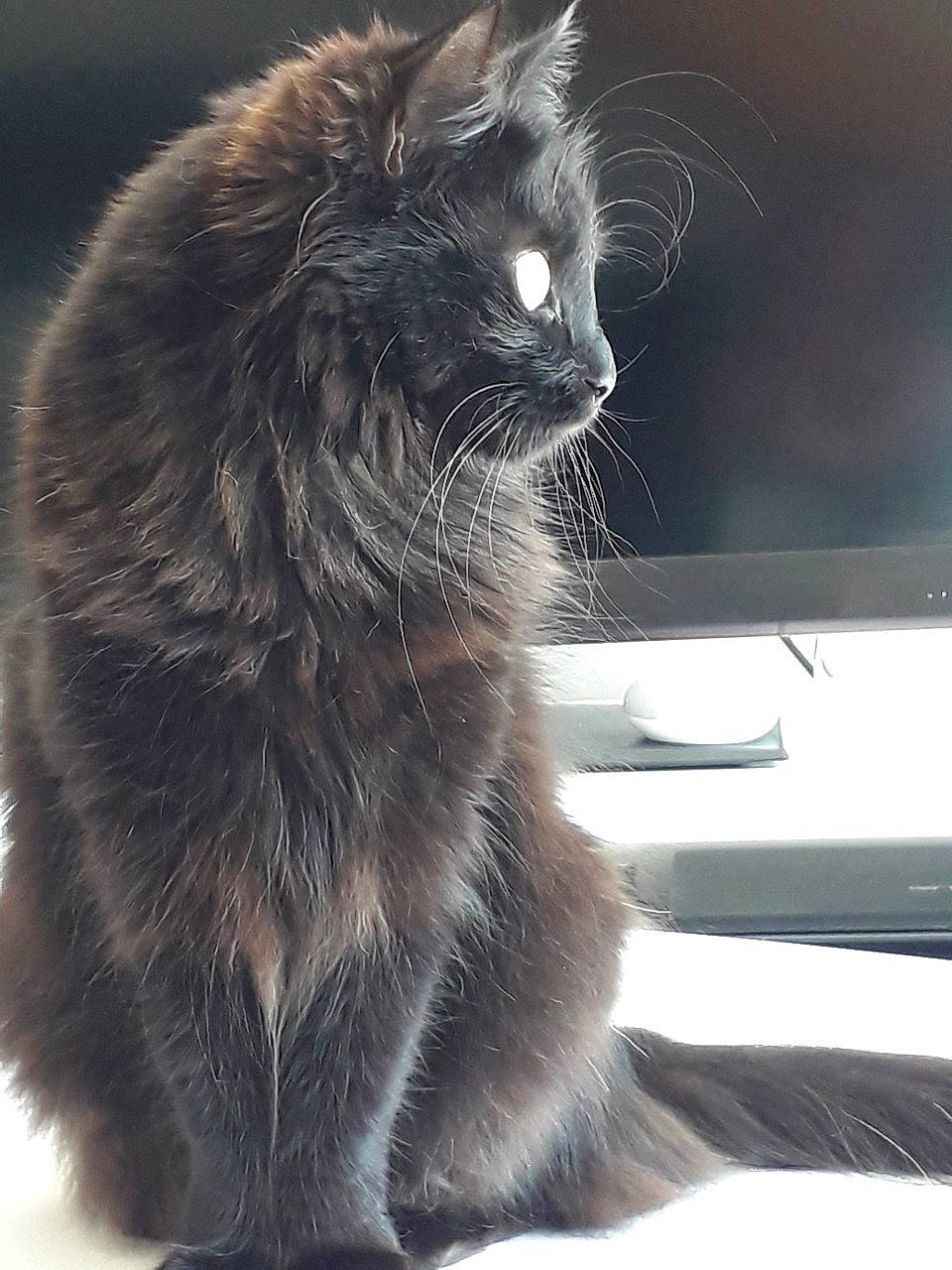 Emy a rejoint le concours — aidez-le/la à gagner de superbes lots ! black_cat, british_longhair, carnivore, cat, claw, comfort, domestic_short_haired_cat, felidae, fur, paw, small_to_medium_sized_cats, snout, tail, terrestrial_animal, whiskers, window, windshield