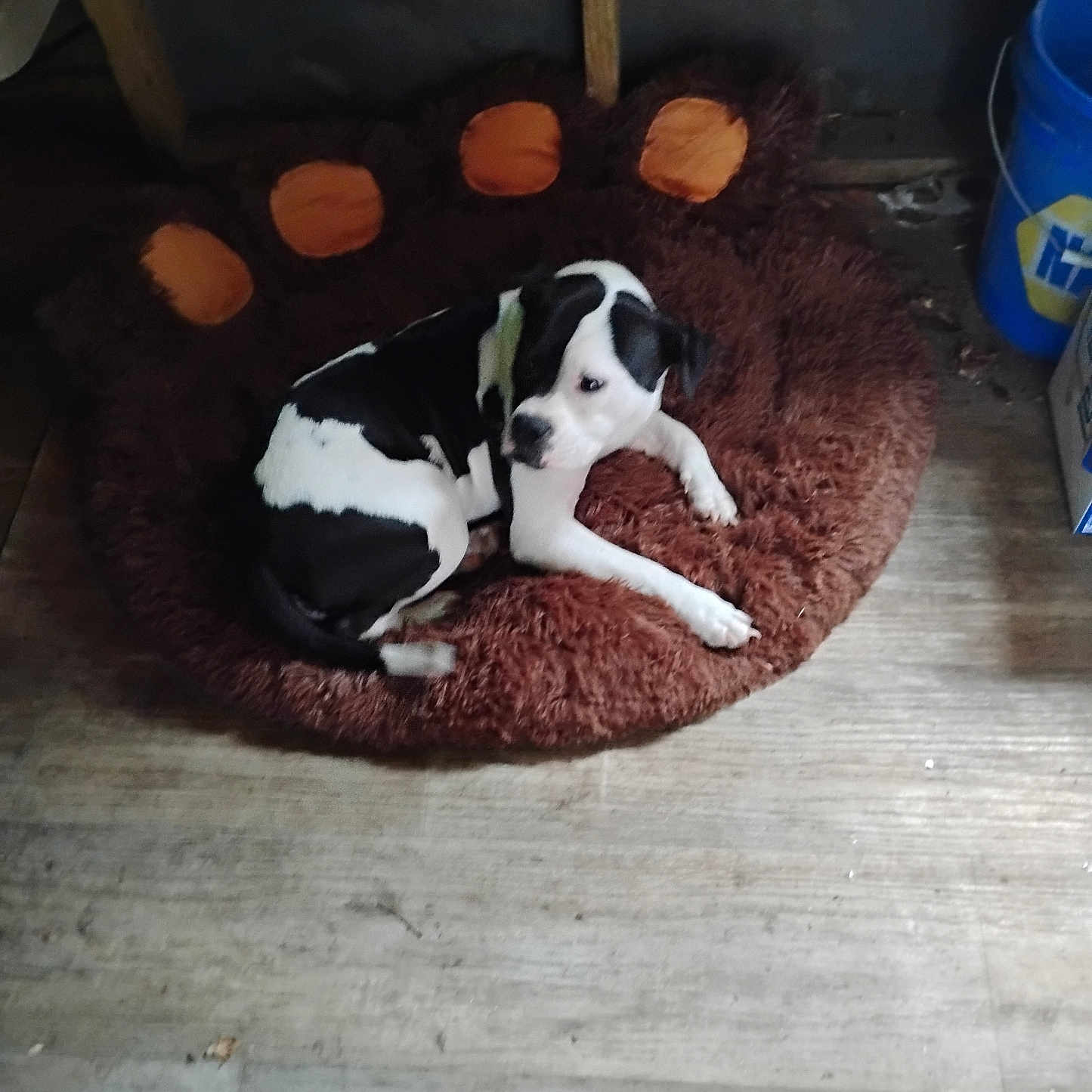 Shallow joined the competition — help win amazing prizes! animal, black_and_white, blue_bucket, brown, canine, companion, cozy, curled_up, dog, domestic_animal, furniture, furry_bed, home, indoor, paw_shaped_bed, pet_bed, quiet, relaxed, resting, wooden_floor