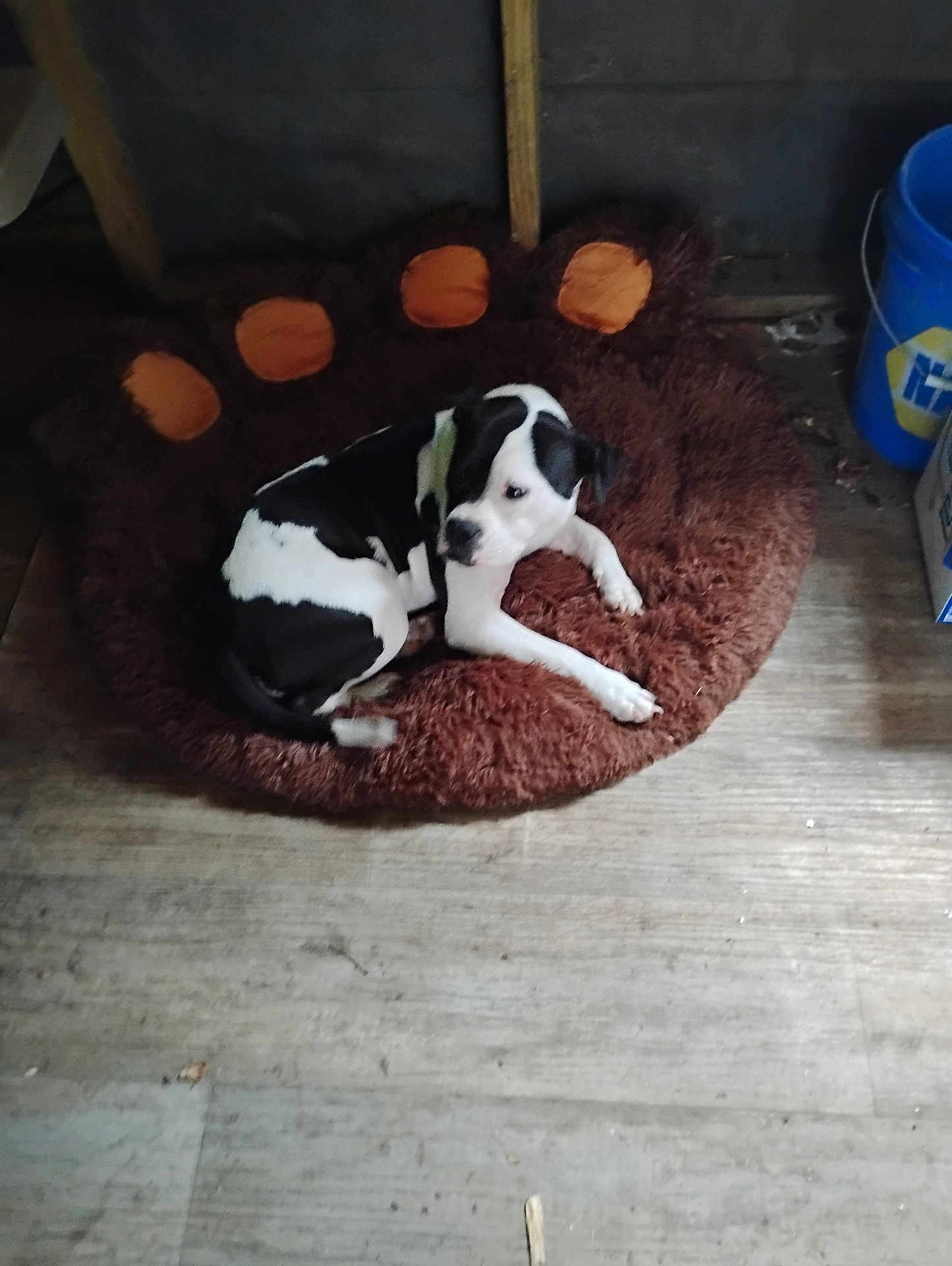 Shallow joined the competition — help win amazing prizes! dog, black_and_white, pet_bed, paw_shaped_bed, furry_bed, wooden_floor, indoor, resting, curled_up, canine, animal, domestic_animal, relaxed, brown, blue_bucket, furniture, home, cozy, quiet, companion