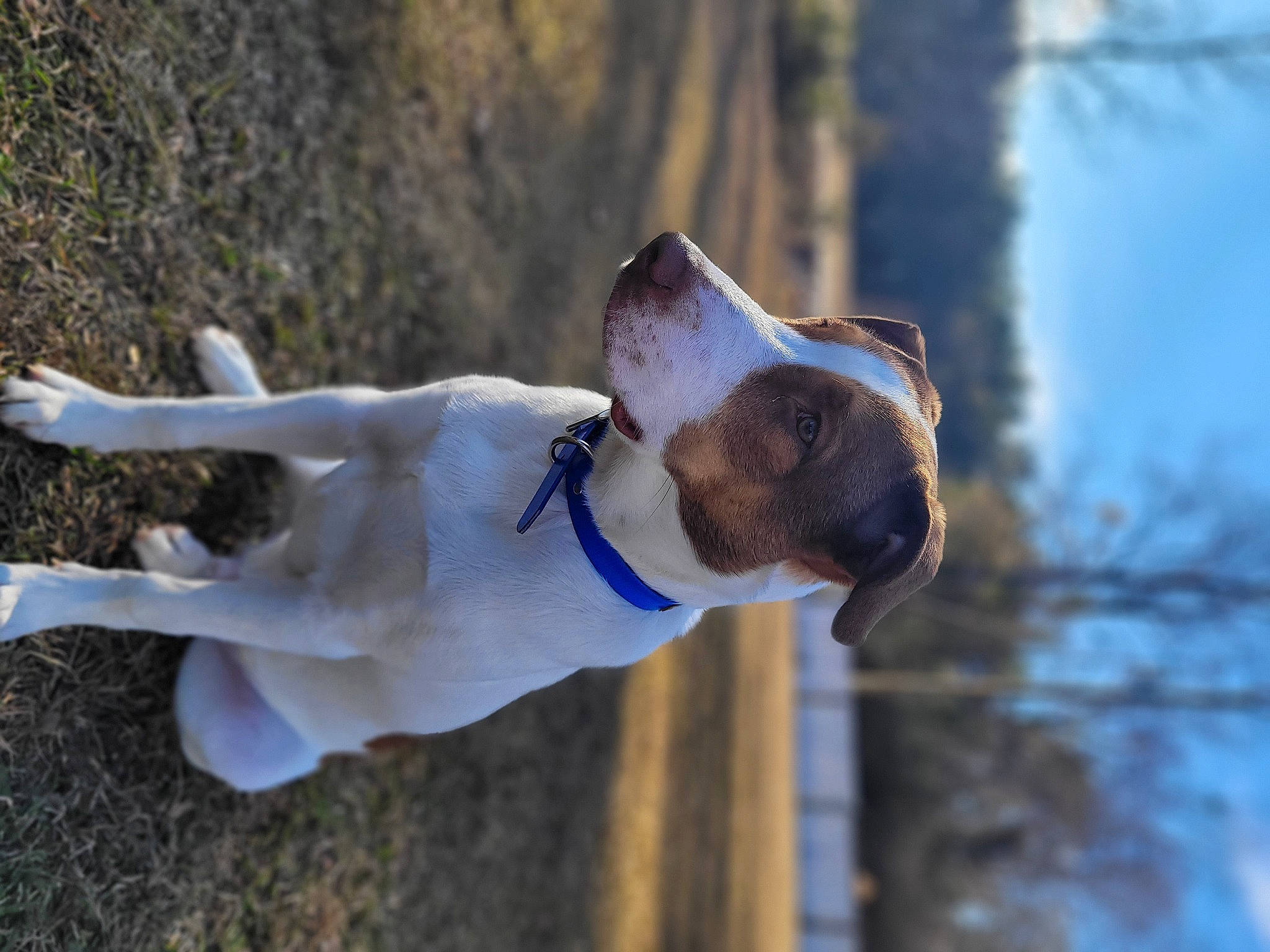 Gunner joined the competition — help win amazing prizes! canidae, carnivore, collar, companion_dog, dog, dog_breed, dog_collar, dog_supply, electric_blue, eyewear, fawn, sky, snout, sporting_group, street_fashion, tail, tree, water, whiskers, wood