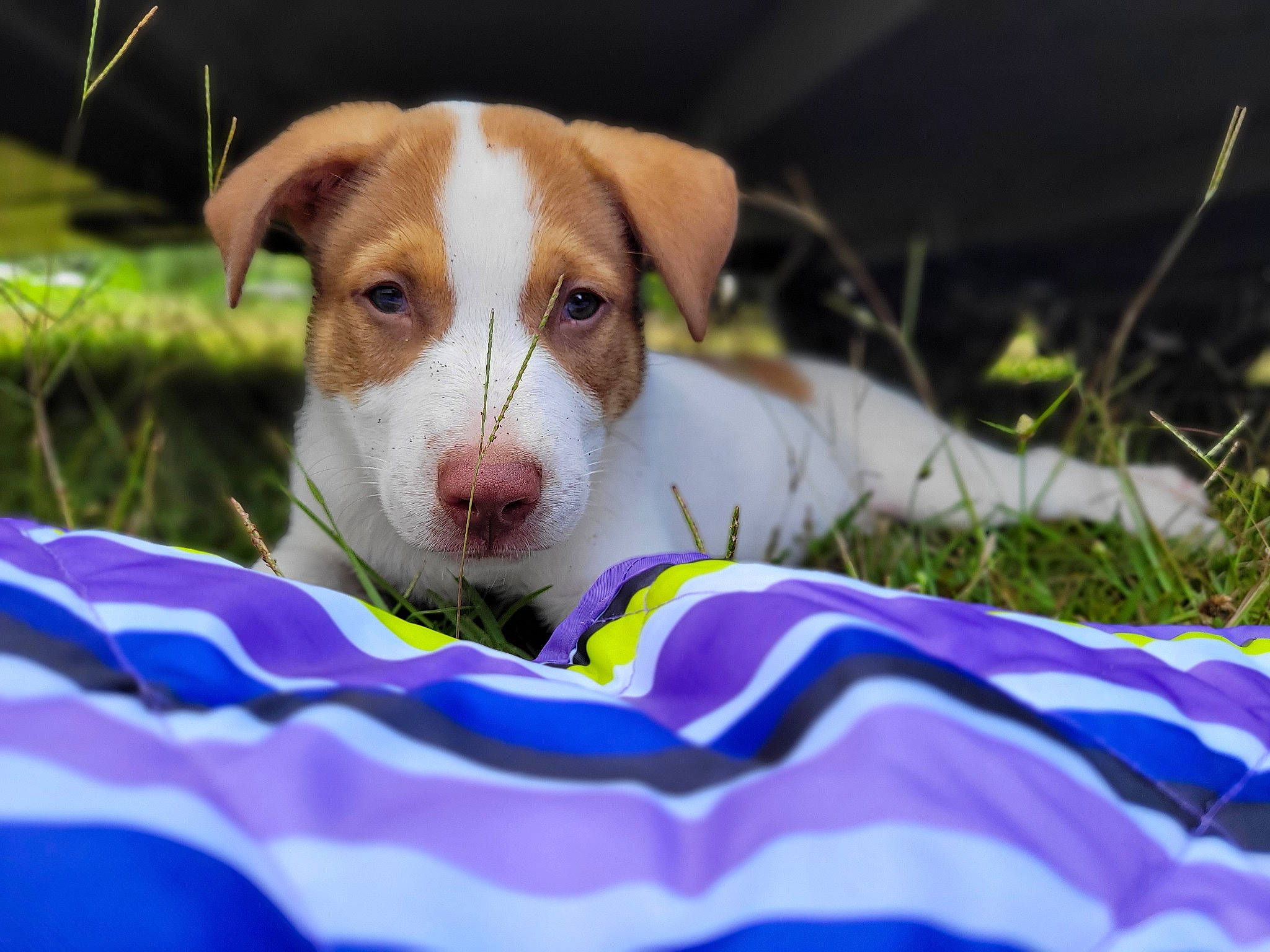 Gunner is registered to the contest to win money with this photo: canidae, carnivore, companion_dog, dog, dog_breed, fawn, grass, pet_supply, puppy, service, snout, sporting_group, terrier, whiskers, working_animal