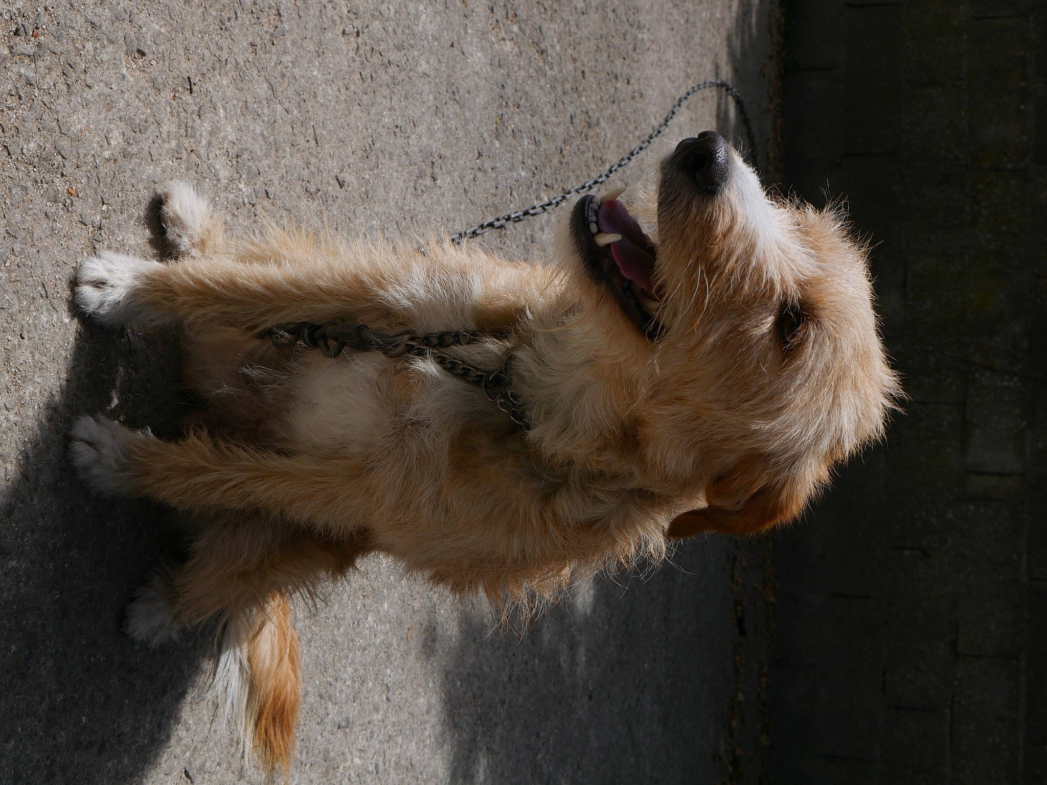 Coffee participe au concours pour gagner de l'argent avec cette photo : arabian_camel, bactrian_camel, camel, camelid, canidae, carnivore, claw, companion_dog, dog, dog_breed, fawn, fur, snout, terrestrial_animal, terrier, wildlife, working_animal, working_terrier, zoo