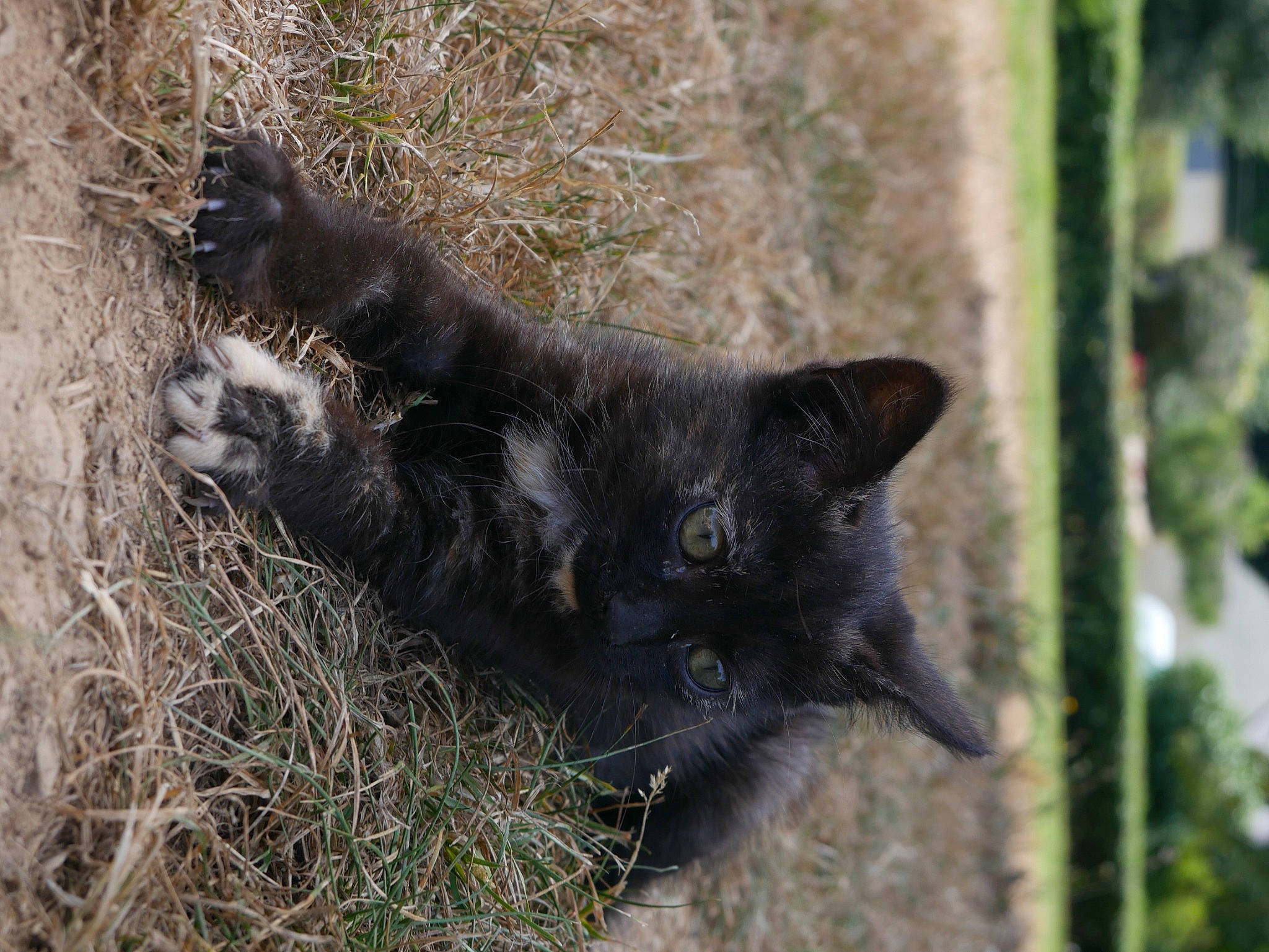 Praline participe au concours pour gagner de l'argent avec cette photo : carnivore, cat, domestic_short_haired_cat, felidae, fur, grass, plant, small_to_medium_sized_cats, snout, tail, terrestrial_animal, whiskers, wildlife