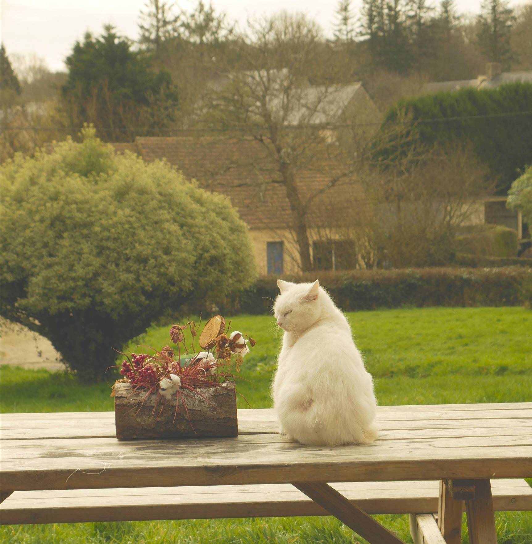 Kitty participe au concours pour gagner de l'argent avec cette photo : carnivore, cat, companion_dog, fawn, felidae, flower, flowerpot, fur, grass, landscape, lawn, light, morning, plant, shrub, small_to_medium_sized_cats, tail, tree, whiskers, wood