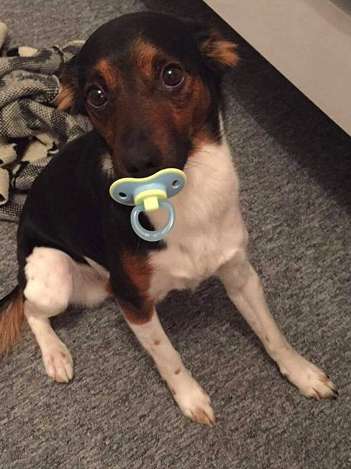 Haribo a rejoint le concours — aidez-le/la à gagner de superbes lots ! canidae, carnivore, collar, companion_dog, dog, dog_breed, dog_clothes, dog_collar, dog_supply, fawn, flooring, guard_dog, hat, liver, pet_supply, snout, sporting_group, whiskers, working_animal, working_dog