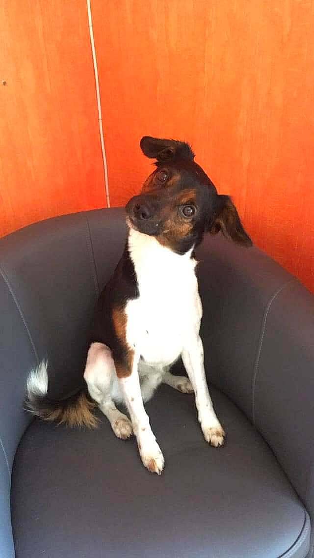 Haribo a rejoint le concours — aidez-le/la à gagner de superbes lots ! canidae, carnivore, comfort, companion_dog, couch, dog, dog_breed, fawn, human_leg, paw, sitting, snout, sporting_group, studio_couch, tail, terrestrial_animal, thigh, toy_dog, whiskers, working_animal