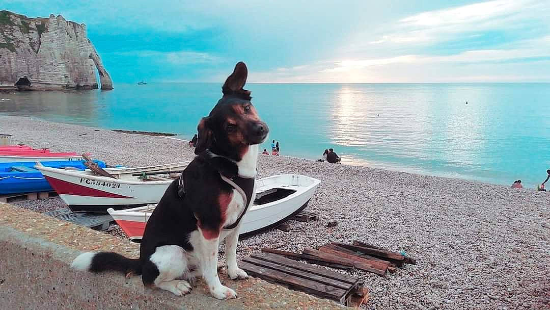 Haribo a rejoint le concours — aidez-le/la à gagner de superbes lots ! beach, blue, boat, boats_and_boating_equipment_and_supplies, carnivore, cloud, companion_dog, dog, dog_breed, horizon, lake, landscape, leisure, recreation, sky, travel, vehicle, water, watercraft, wood