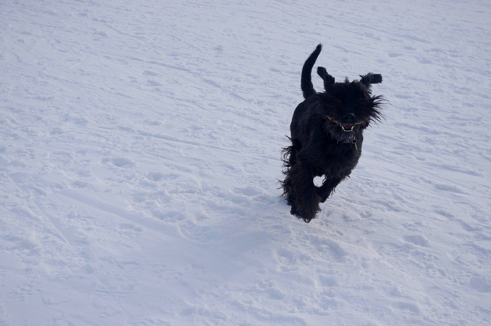 Elska a rejoint le concours — aidez-le/la à gagner de superbes lots ! arctic, canidae, carnivore, dog, dog_breed, freezing, fur, slope, snow, sporting_group, tail, tree, winter