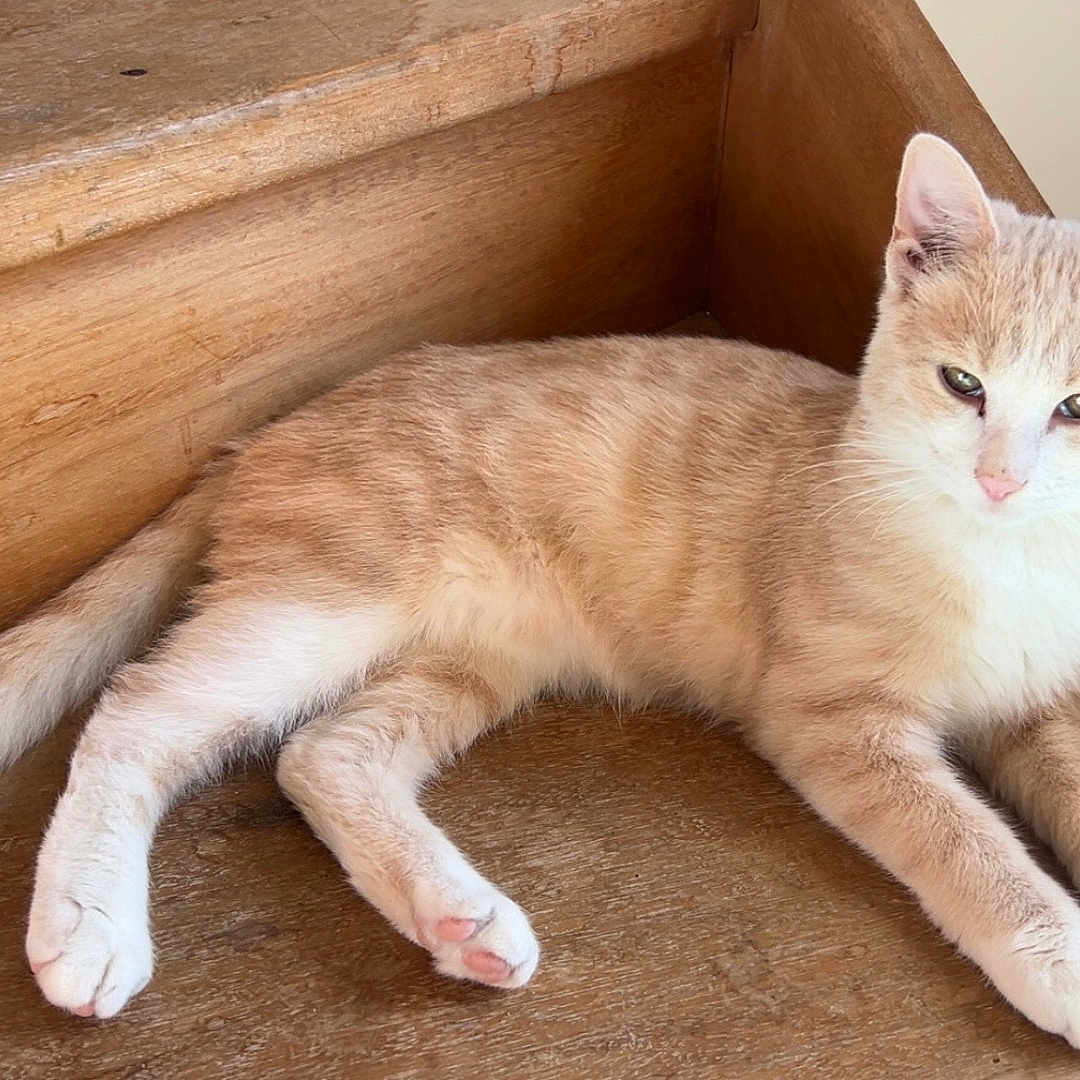 Canelle a rejoint le concours — aidez-le/la à gagner de superbes lots ! animal, background, cat, curious, cute, feline, fur, home, indoor, light, paws, peeking, pet, relaxed, resting, shadow, stairs, tail, whiskers, wood