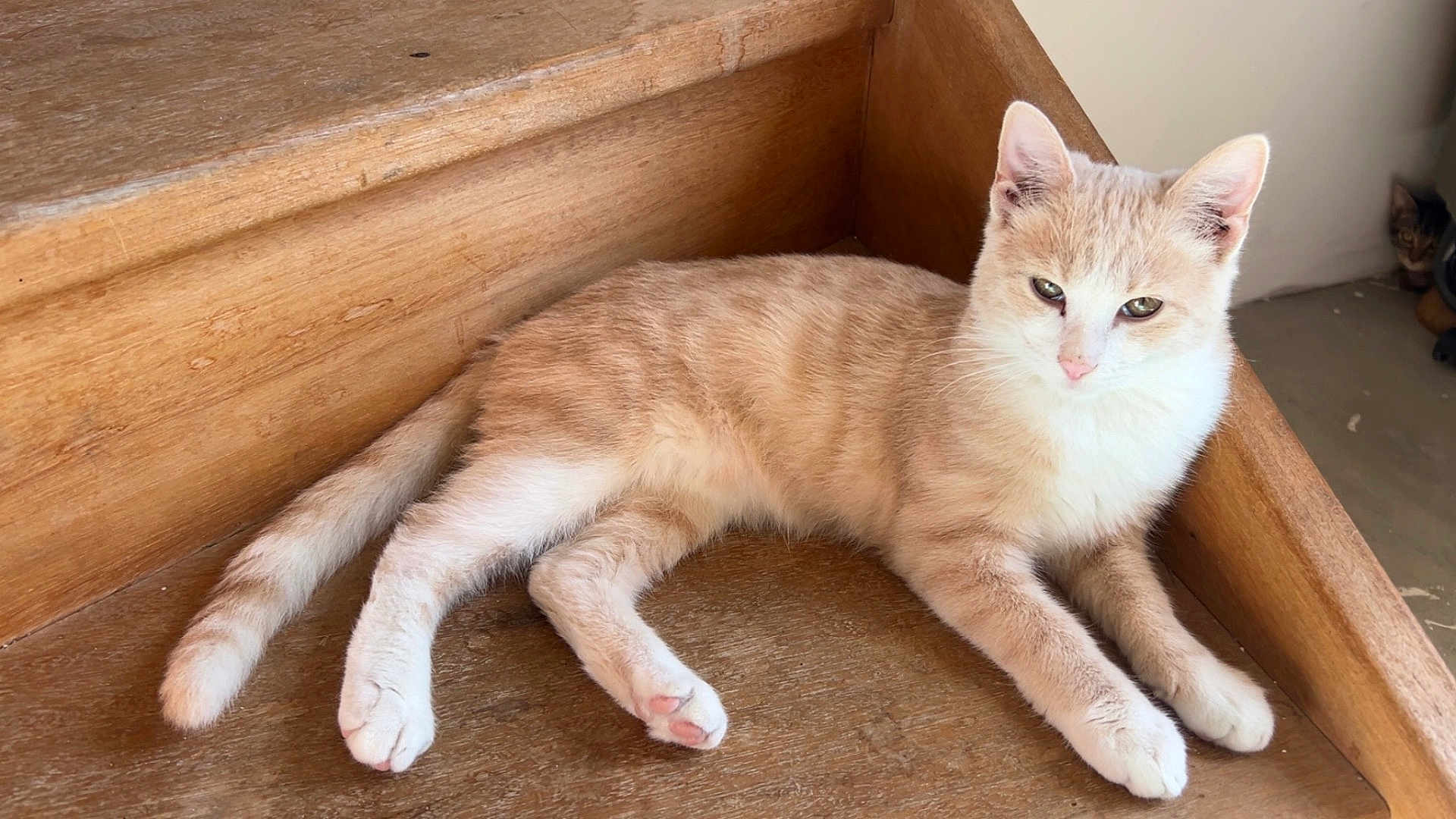 Canelle a rejoint le concours — aidez-le/la à gagner de superbes lots ! cat, wood, stairs, relaxed, pet, animal, feline, indoor, fur, cute, whiskers, paws, tail, resting, curious, background, peeking, light, shadow, home