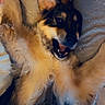 animal, companion, cozy, cute, dog, fluffy, friendly, fur, happy, heart_emoji, indoor, lap, paws, person, pet, playful, relaxed, smiling, sweatpants, tongue_out