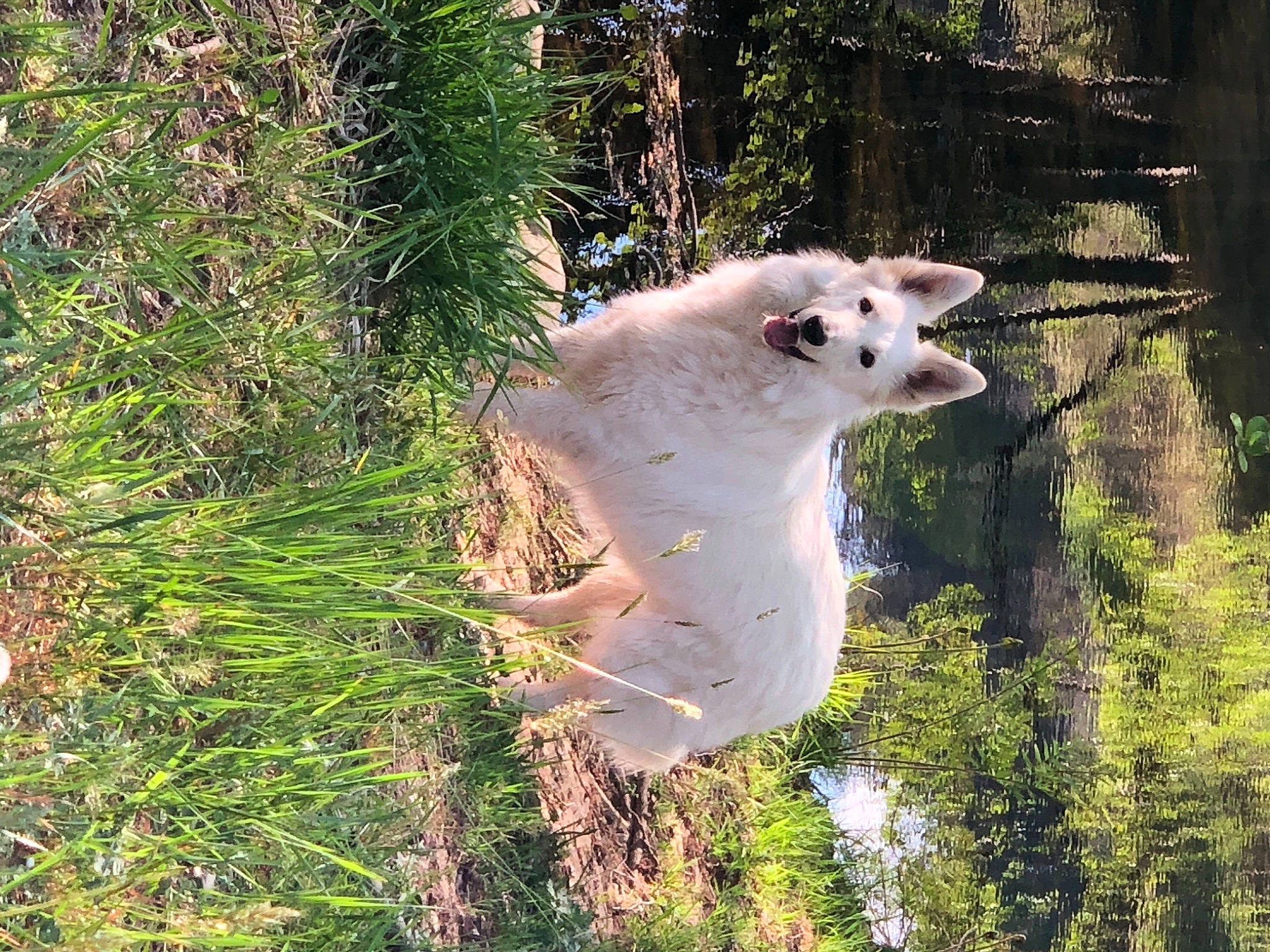 Nikita a rejoint le concours — aidez-le/la à gagner de superbes lots ! canidae, carnivore, dog_breed, fawn, sporting_group, tree