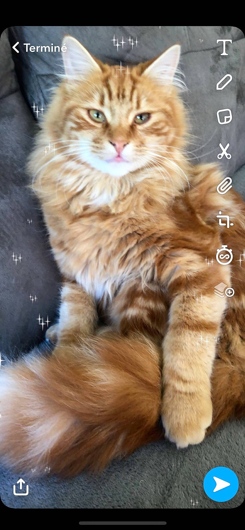 Eddy participe au concours pour gagner de l'argent avec cette photo : american_curl, asian_semi_longhair, british_semi_longhair, carnivore, cat, cymric, domestic_long_haired_cat, felidae, fur, kitten, kurilian_bobtail, maine_coon, mammal, norwegian_forest_cat, paw, siberian, small_to_medium_sized_cats, tabby_cat, vertebrate, whiskers