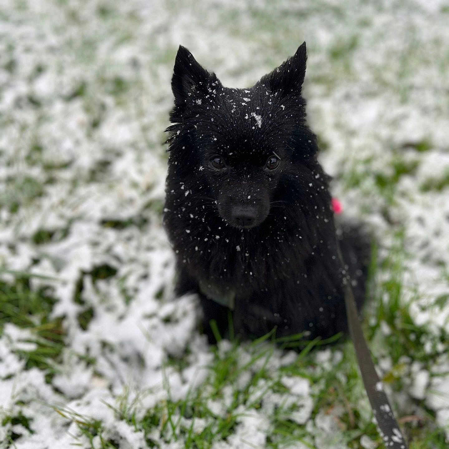 Tess participe au concours pour gagner de l'argent avec cette photo : animal, animal_portrait, black_dog, canine, cold, cute, dog, fluffy, fur, grass, leash, nature, outdoor, pet, portrait, sitting, snow, snowflakes, winter, winter_climate