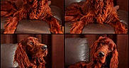 Oneil participe au concours pour gagner de l'argent avec cette photo : dog, irish_setter, pet, collage, four_images, brown_fur, long_ears, leather_couch, indoor, wooden_wall, portrait, animal, cute, relaxed, playful, tongue_out, fur, home, companion, canine