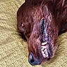 dog, canine, pet, lying_down, teeth, mouth, nose, fur, brown_fur, bed, blanket, pattern, close_up, sleepy, resting, animal, portrait, indoors, expression, face