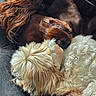 dog, sleeping, snuggling, fur, blanket, couch, cozy, pet, animal, resting, brown_fur, white_fur, paw, indoors, companion, cute, relaxing, friendship, nap, domestic_animal
