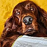 dog, brown_dog, close_up, sleepy, resting, pillow, indoor, pet, canine, fur, face, nose, ears, relaxed, animal, cozy, yellow_background, portrait, laying_down, domestic_animal