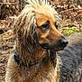 dog, wet_fur, forest, outdoor, collar, animal, nature, brown_fur, black_fur, long_fur, pet, leaf_litter, tree, wild, mammal, closeup, canine, fur, head, side_view