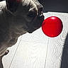 Franko is registered to the contest to win money with this photo: dog, french_bulldog, red_ball, indoor, wooden_floor, sunlight, shadow, pet, animal, curious, sniffing, playful, light_and_shadow, close_up, side_view, domestic, companion, toy, floor_texture, quiet_moment