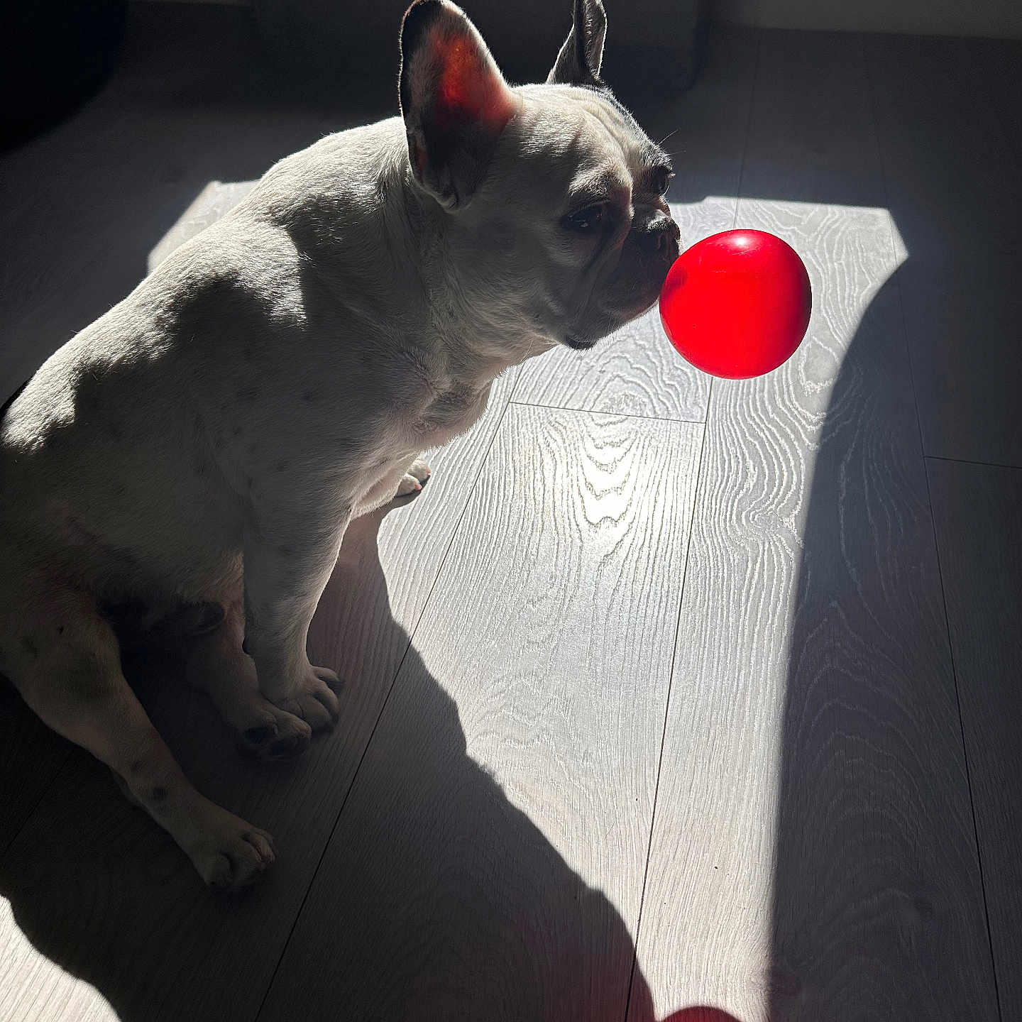 Franko