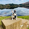 Franko joined the competition — help win amazing prizes! dog, french_bulldog, leash, wooden_pedestal, lake, water, reflection, trees, grass, sky, clouds, outdoor, nature, calm, scenic, animal, pet, portrait, daytime, landscape