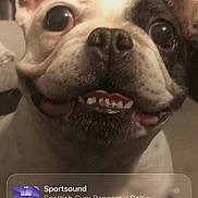 Franko is registered to the contest to win money with this photo: dog, french_bulldog, smiling, close_up, indoor, pet, animal, face, ears, teeth, happy, tongue, background, tile, phone_screen, lock_screen, music_player, time, date, overlay