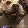 dog, french_bulldog, smiling, close_up, indoor, pet, animal, face, ears, teeth, happy, tongue, background, tile, phone_screen, lock_screen, music_player, time, date, overlay