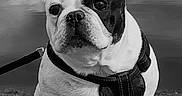 Franko joined the competition — help win amazing prizes! dog, french_bulldog, black_and_white, lake, water, outdoor, pet, animal, sitting, leash, stone, calm, nature, ears, portrait, canine, fur, quiet, reflection, daytime