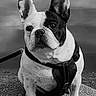 dog, french_bulldog, black_and_white, lake, water, outdoor, pet, animal, sitting, leash, stone, calm, nature, ears, portrait, canine, fur, quiet, reflection, daytime