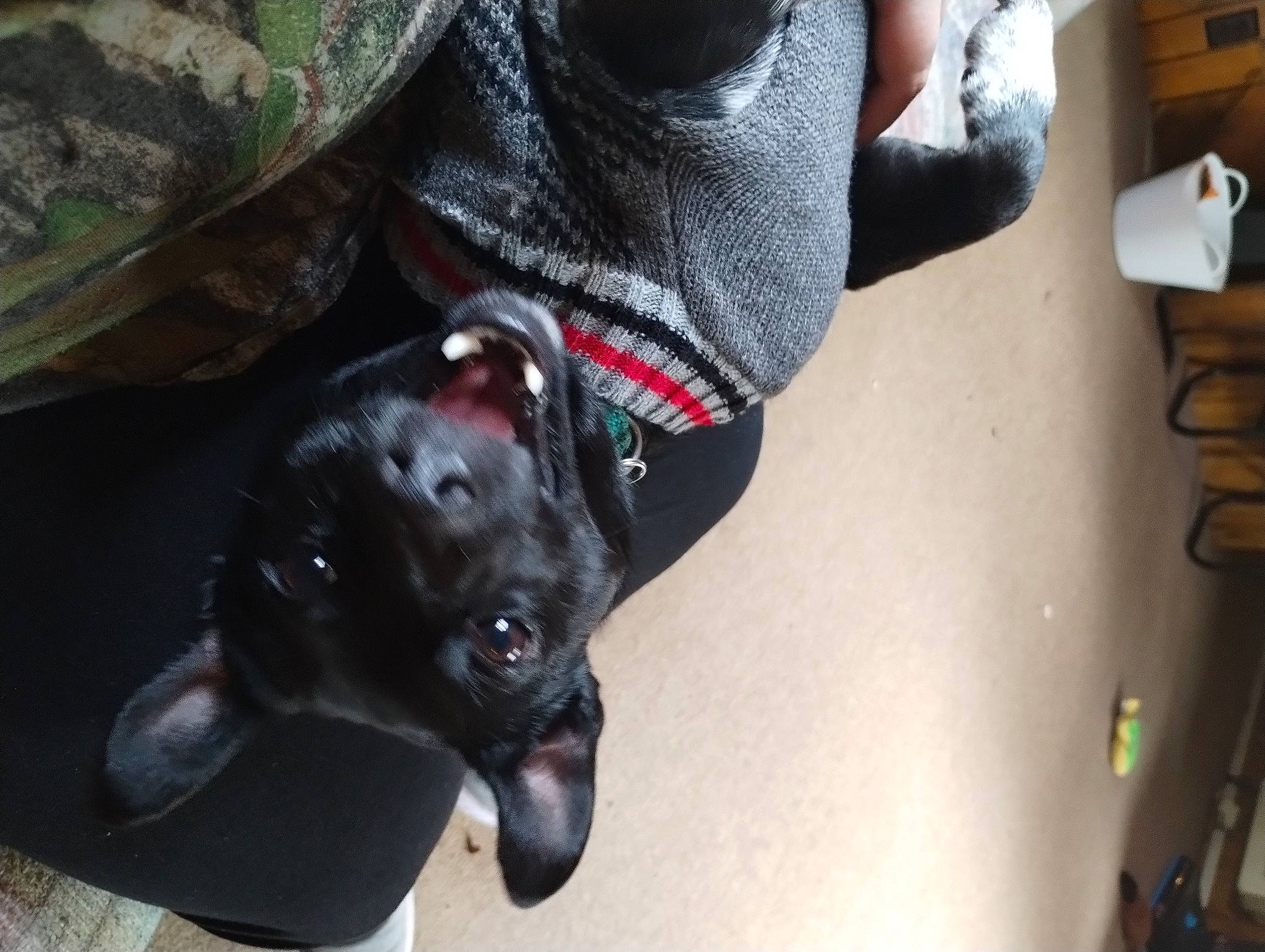 Radio joined the competition — help win amazing prizes! adventure, borador, canidae, carnivore, collar, comfort, companion_dog, dog, dog_breed, dog_collar, fawn, fur, guard_dog, leash, non_sporting_group, snout, sporting_group, tartan, toy_dog, whiskers