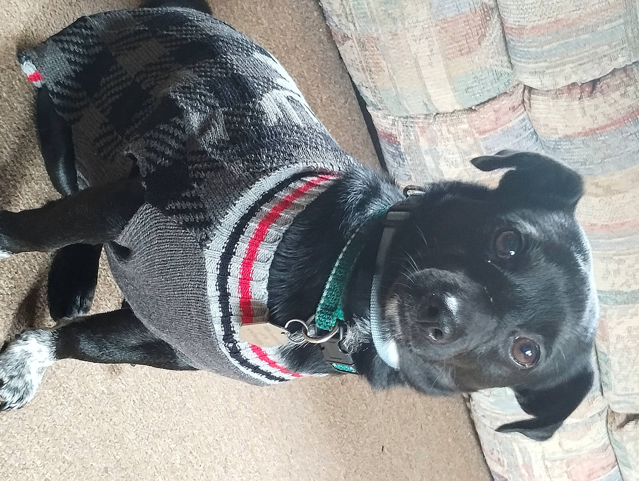 Radio is registered to the contest to win money with this photo: canidae, carmine, carnivore, collar, companion_dog, dog, dog_breed, dog_clothes, dog_collar, dog_supply, electric_blue, fashion_accessory, fur, leash, personal_protective_equipment, pet_supply, snout, sporting_group, tail, working_animal