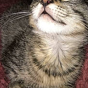 Chanel participe au concours pour gagner de l'argent avec cette photo : cat, tabby, close_up, whiskers, fur, pet, sleeping, cozy, blanket, cute, animal, indoor, relaxed, face, paw, muzzle, soft, feline, resting, cute_pet