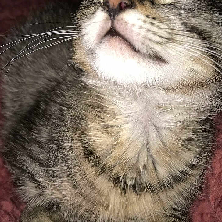 Chanel participe au concours pour gagner de l'argent avec cette photo : animal, blanket, cat, close_up, cozy, cute, cute_pet, face, feline, fur, indoor, muzzle, paw, pet, relaxed, resting, sleeping, soft, tabby, whiskers