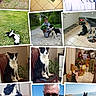 Nessy participe au concours pour gagner de l'argent avec cette photo : animal, beach, black_and_white, border_collie, chair, christmas_tree, collage, couch, dog, family, garden, indoor, kitchen, lying_down, man, outdoor, pet, portrait, sand, sitting