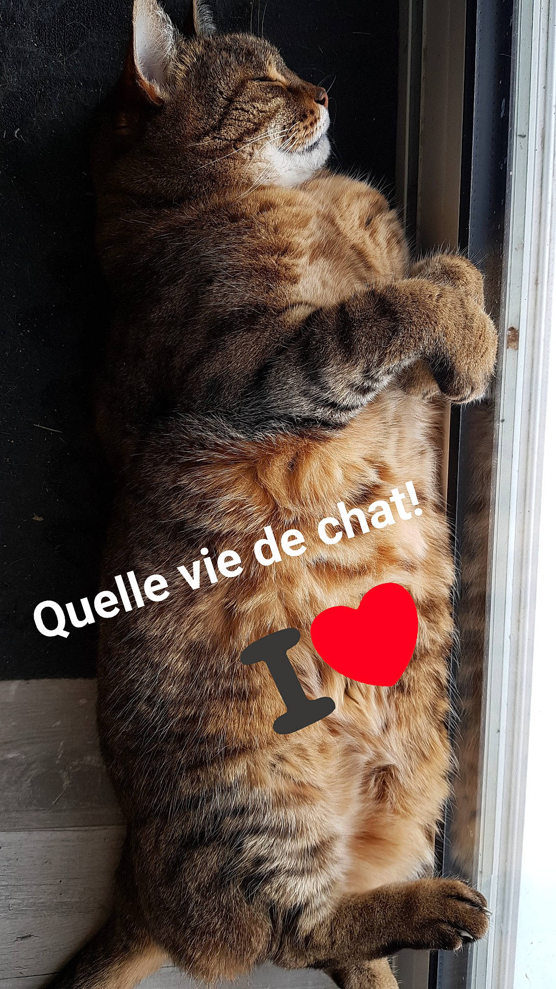 Crapule a rejoint le concours — aidez-le/la à gagner de superbes lots ! carnivore, cat, claw, domestic_short_haired_cat, fawn, felidae, font, fur, mammal, paw, photo_caption, small_to_medium_sized_cats, snapshot, snout, tail, terrestrial_animal, whiskers, wildlife, window, wood