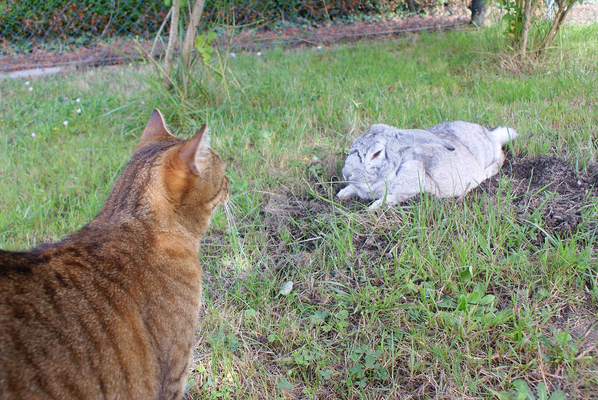 Crapule a rejoint le concours — aidez-le/la à gagner de superbes lots ! big_cats, canidae, carnivore, cat, fawn, felidae, fence, fur, grass, groundcover, lynx, mammal, plant, small_to_medium_sized_cats, snout, tail, terrestrial_animal, vertebrate, whiskers, wildlife