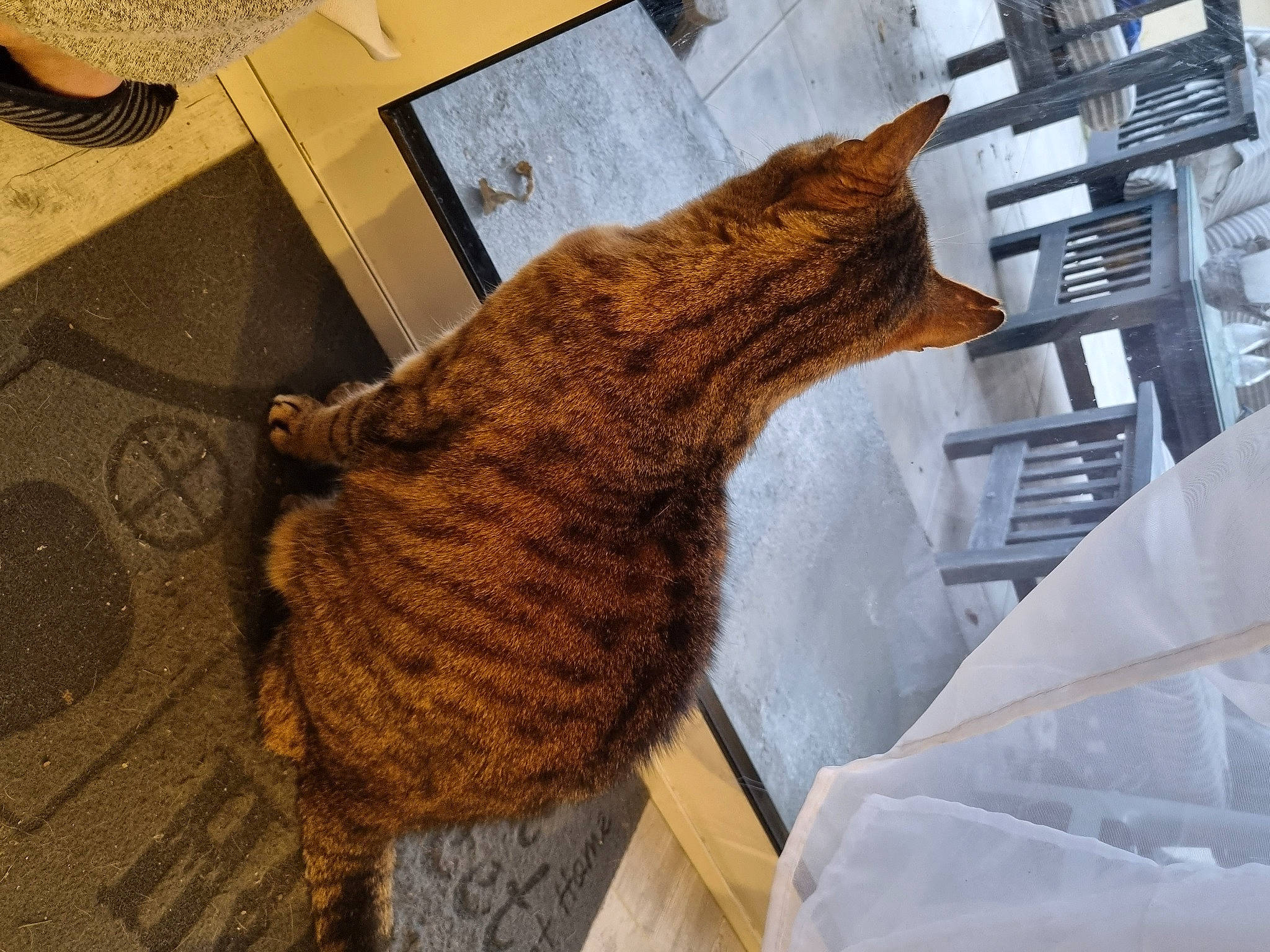 Crapule a rejoint le concours — aidez-le/la à gagner de superbes lots ! brown, carnivore, cat, claw, domestic_short_haired_cat, fawn, felidae, flooring, fur, knitting, pattern, paw, room, small_to_medium_sized_cats, tail, textile, thread, whiskers, wood, wool