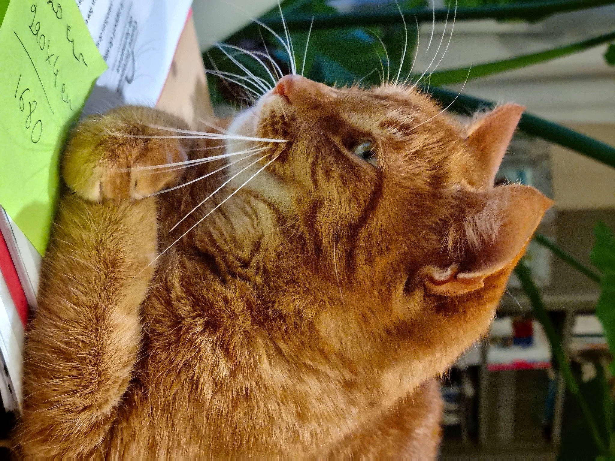 Mamour a rejoint le concours — aidez-le/la à gagner de superbes lots ! carnivore, cat, claw, domestic_short_haired_cat, fawn, felidae, fur, grass, handwriting, paw, plant, small_to_medium_sized_cats, snout, tail, terrestrial_animal, whiskers, wildlife, window