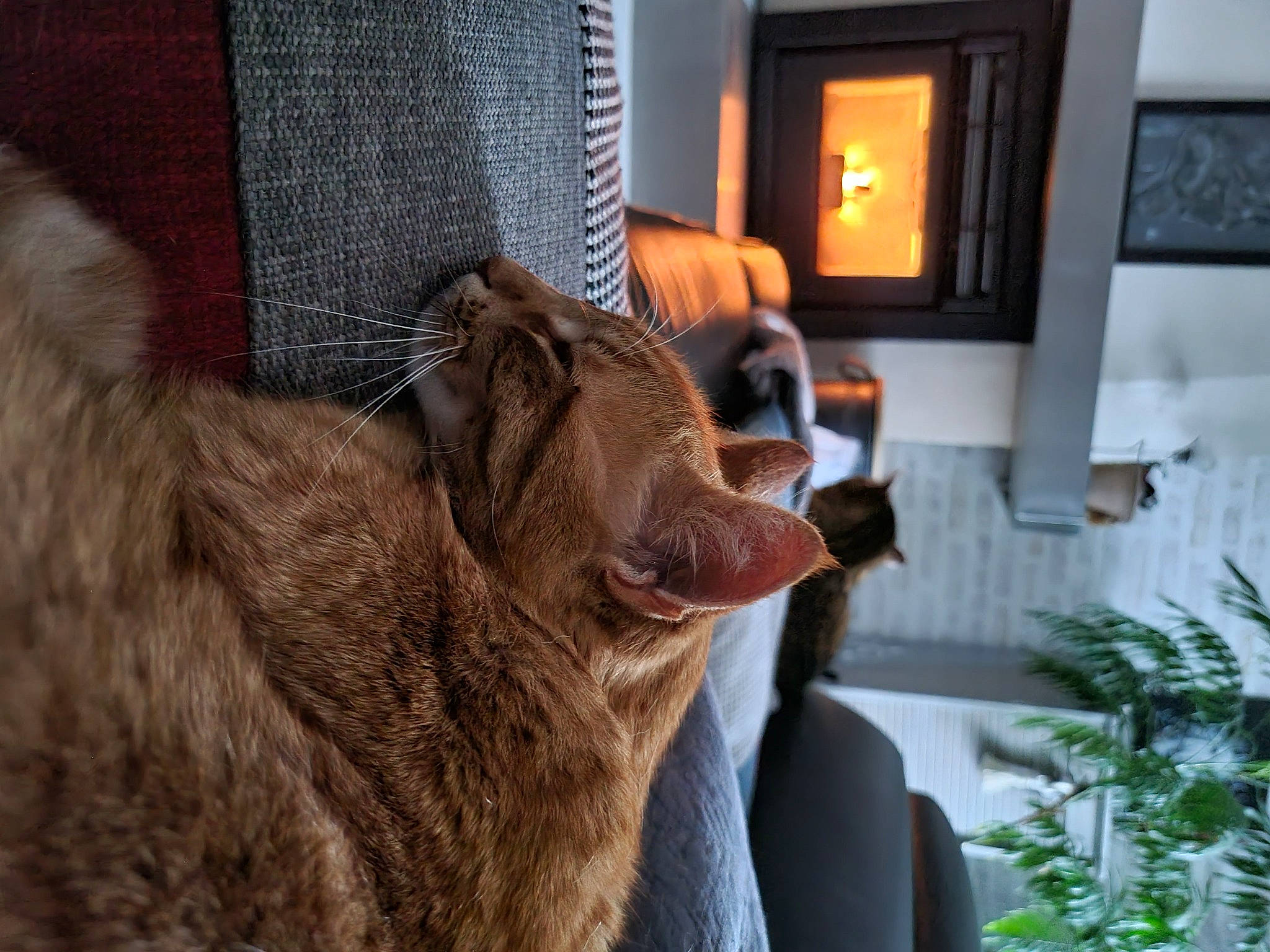 Mamour a rejoint le concours — aidez-le/la à gagner de superbes lots ! canidae, carnivore, cat, dog_breed, fawn, felidae, goat, houseplant, lamp, liver, livestock, picture_frame, plant, small_to_medium_sized_cats, snout, sporting_group, terrestrial_animal, whiskers, wood, working_animal