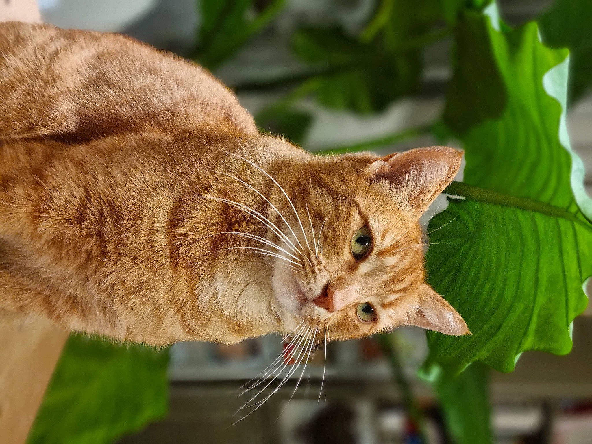 Mamour a rejoint le concours — aidez-le/la à gagner de superbes lots ! carnivore, cat, claw, close_up, domestic_short_haired_cat, eye, fawn, felidae, fur, grass, plant, small_to_medium_sized_cats, snout, tail, terrestrial_animal, tree, whiskers, wildlife, window, wood