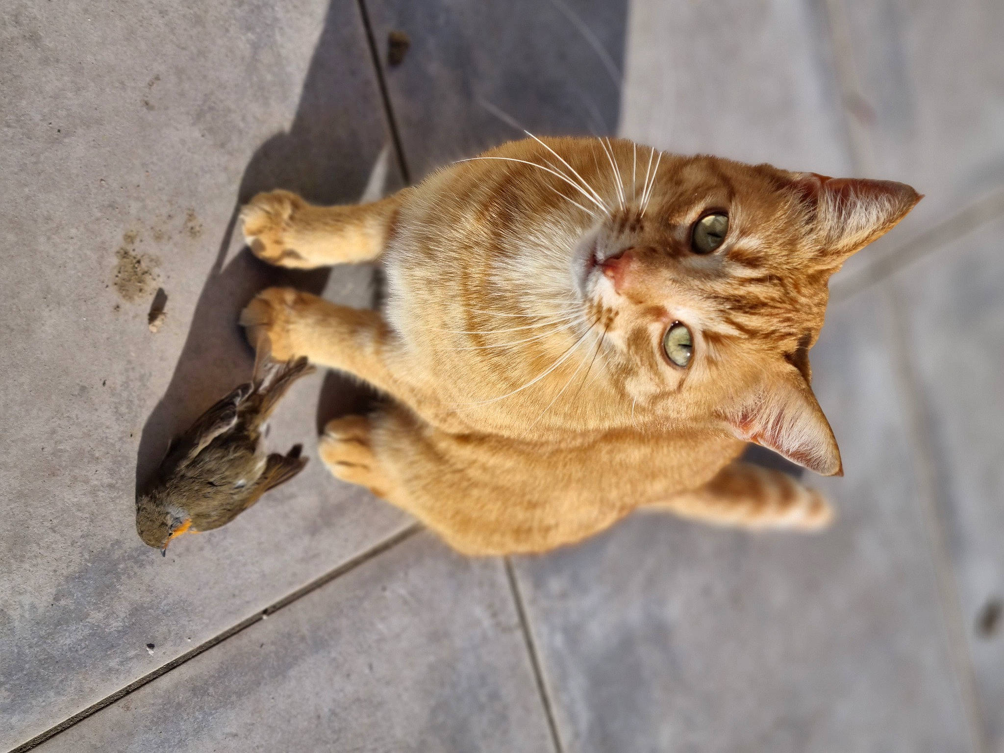 Mamour participe au concours pour gagner de l'argent avec cette photo : carnivore, cat, claw, domestic_short_haired_cat, ear, eye, fawn, felidae, fur, paw, small_to_medium_sized_cats, snout, tail, terrestrial_animal, whiskers, wildlife, window, wood
