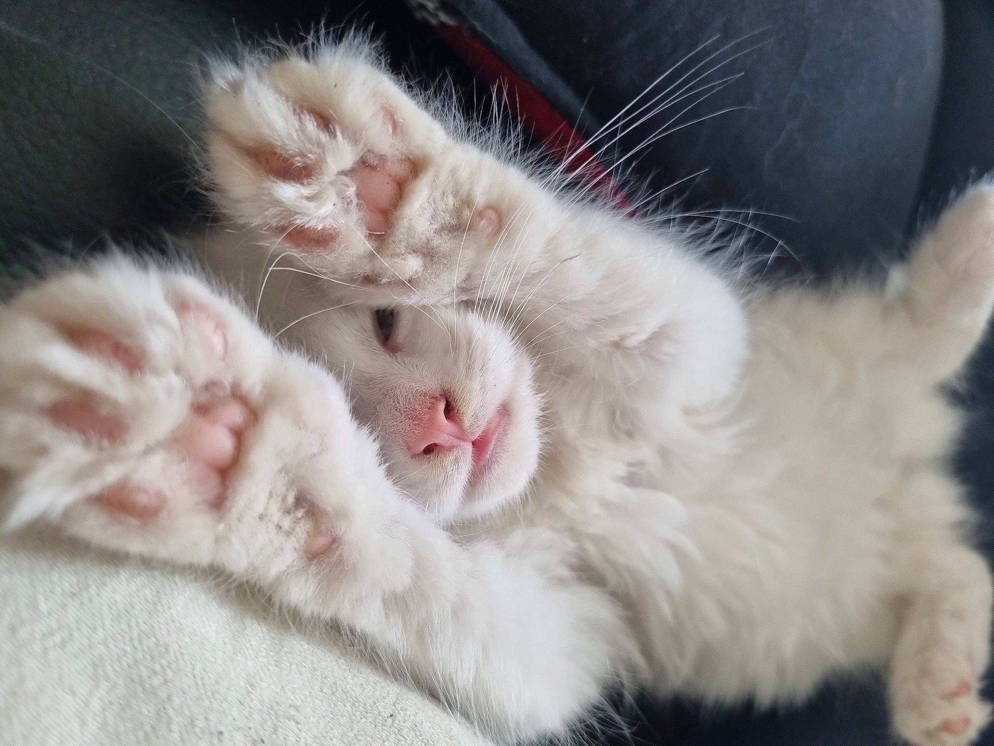 Upsie a rejoint le concours — aidez-le/la à gagner de superbes lots ! carnivore, cat, claw, comfort, domestic_short_haired_cat, fawn, felidae, foot, fur, paw, small_to_medium_sized_cats, snout, tail, terrestrial_animal, whiskers