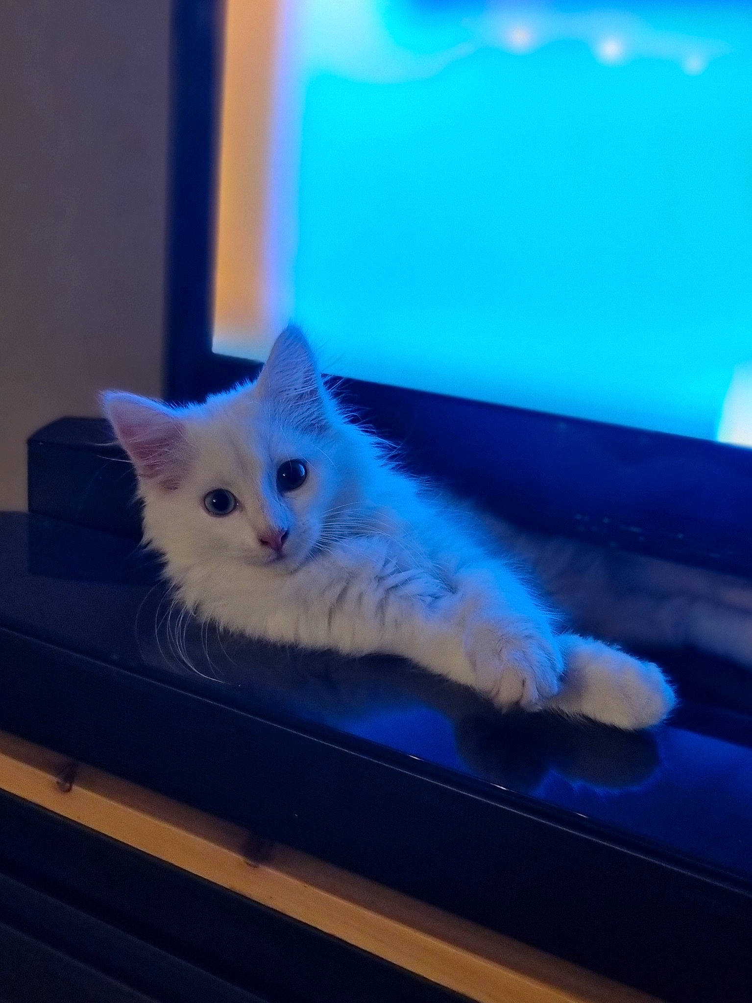 Upsie a rejoint le concours — aidez-le/la à gagner de superbes lots ! azure, carnivore, cat, display_device, domestic_short_haired_cat, electric_blue, fawn, felidae, flat_panel_display, fur, led_backlit_lcd_display, paw, sky, small_to_medium_sized_cats, square, tail, technology, whiskers, window, wood