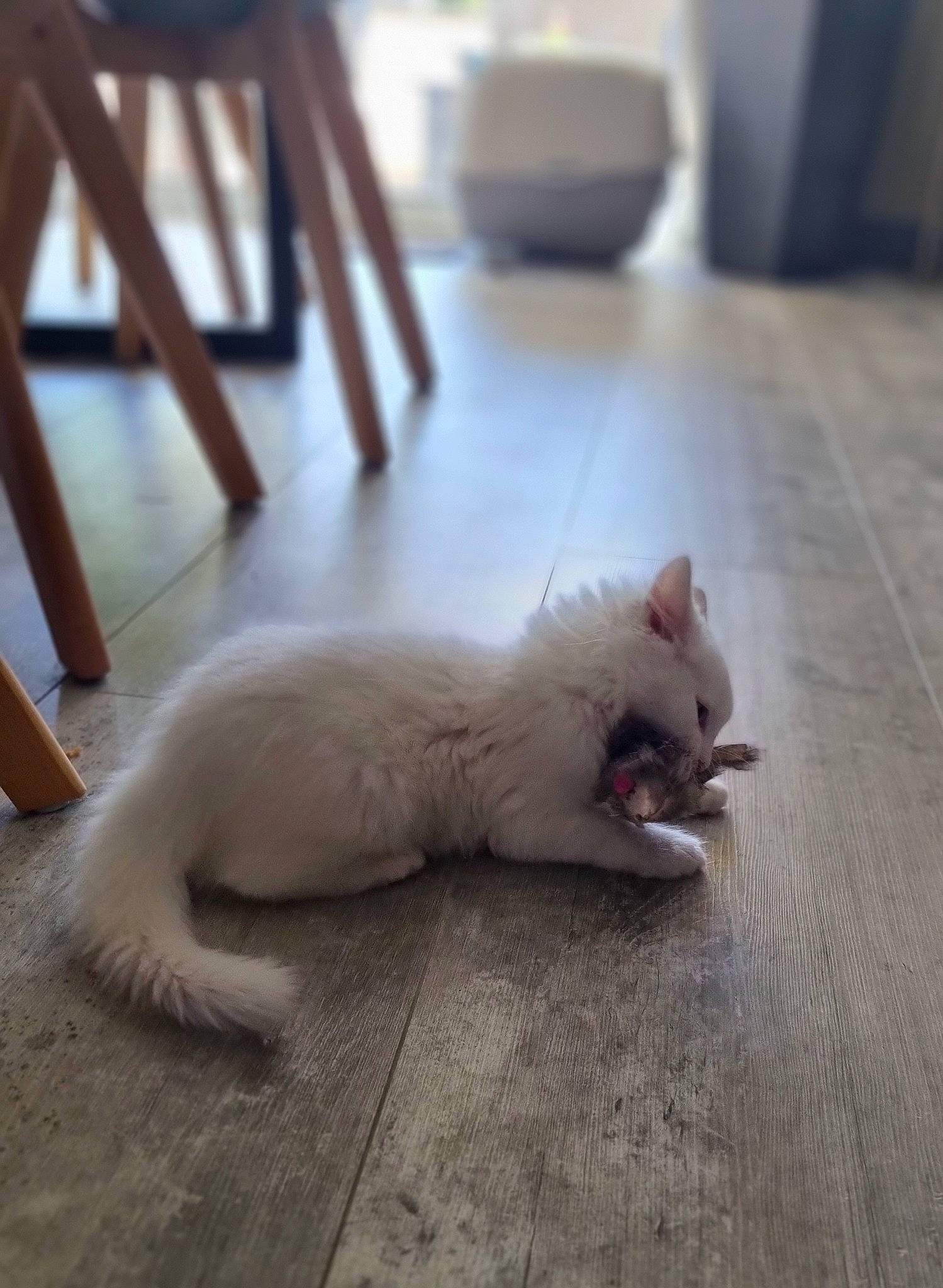 Upsie participe au concours pour gagner de l'argent avec cette photo : carnivore, cat, claw, comfort, companion_dog, dog_breed, domestic_short_haired_cat, fawn, felidae, floor, flooring, foot, fur, hardwood, paw, small_to_medium_sized_cats, snout, tail, whiskers, wood