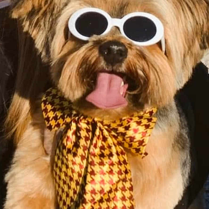 Gizzy joined the competition — help win amazing prizes! accessories, animal, bodypart, canine, clothing, coat, dog, face, glasses, head, jacket, mouth, person, pet, photography, portrait, puppy, scarf, sunglasses, teeth