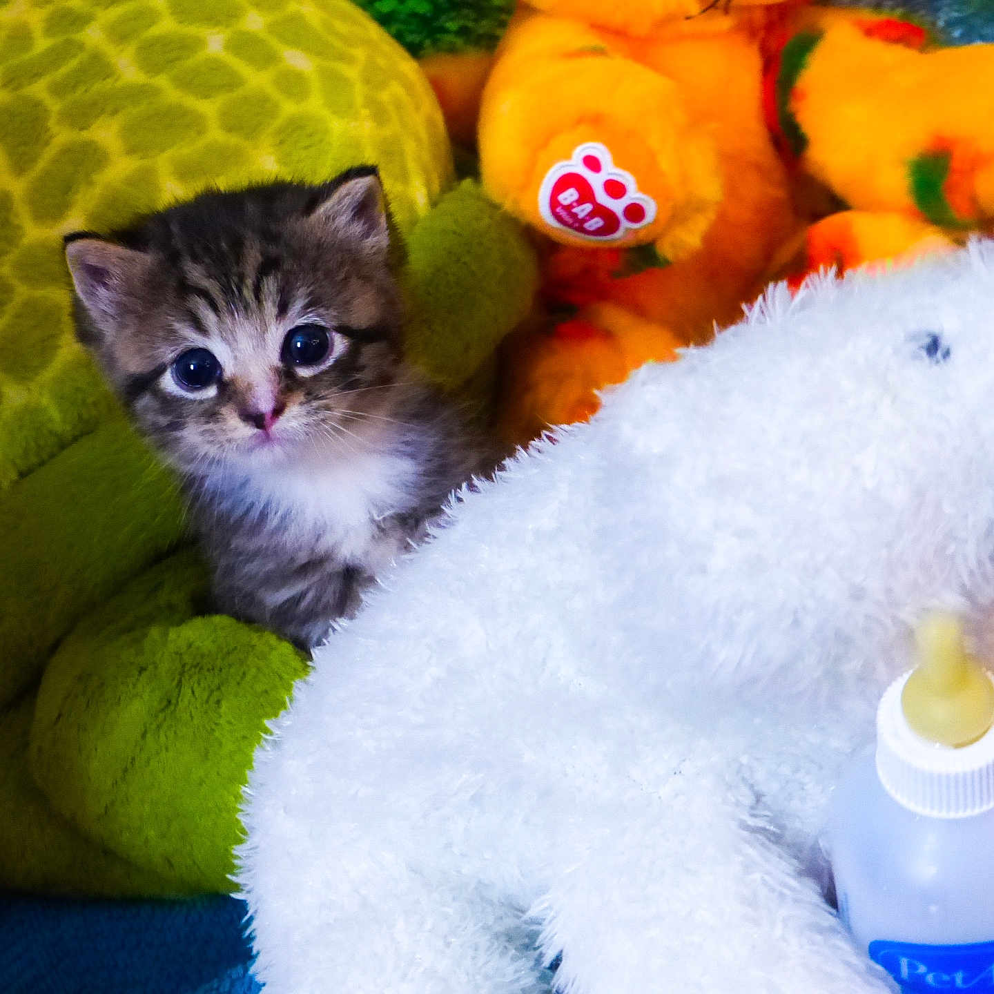 Socks is registered to the contest to win money with this photo: abyssinian, animal, blanket, bottle, cat, couch, food, fruit, furniture, kitten, manx, pear, pet, plant, plush, produce, siamese, teddybear, toy, waterbottle